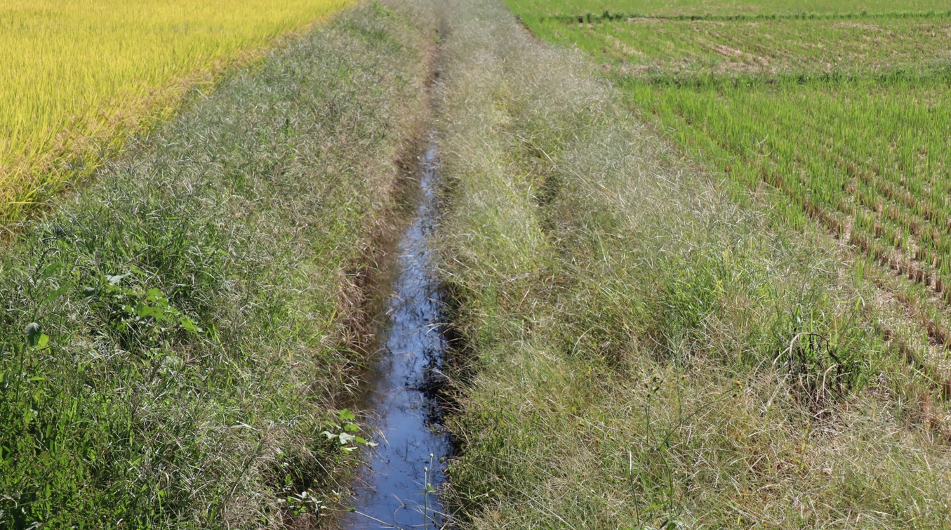 タガメの里 タガメの命をつなぐ用水路_2022年9月29日13時5分頃_気温29度